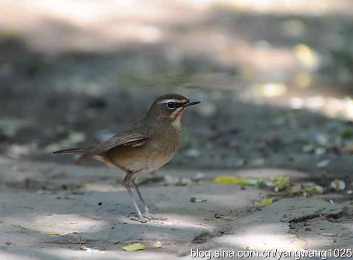 红喉歌鸲 红喉歌鸲