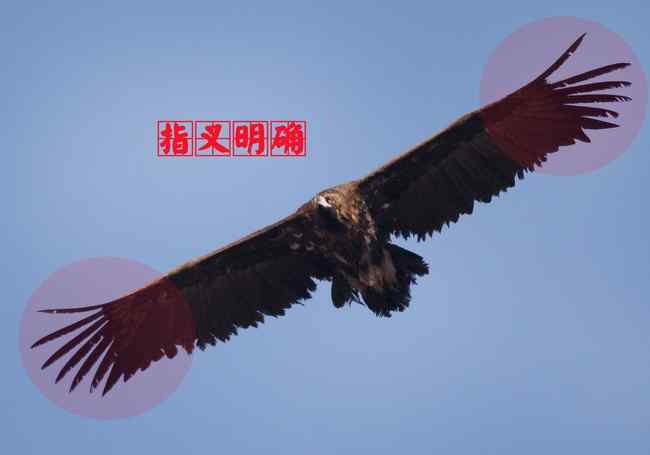 猛禽大全——中国东部地区27种迁徙类猛禽辨识