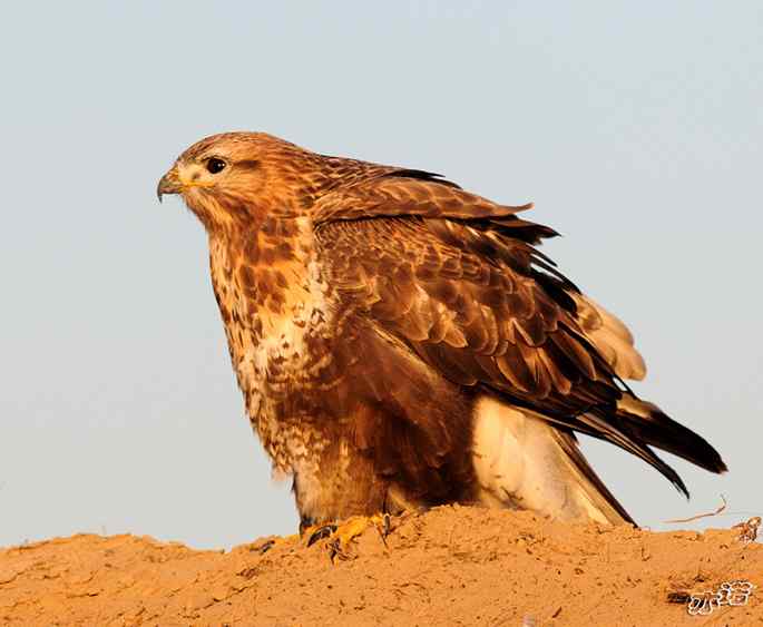官厅水库&nbsp;wbr路&nbsp;wbr沐浴夕阳的大鵟