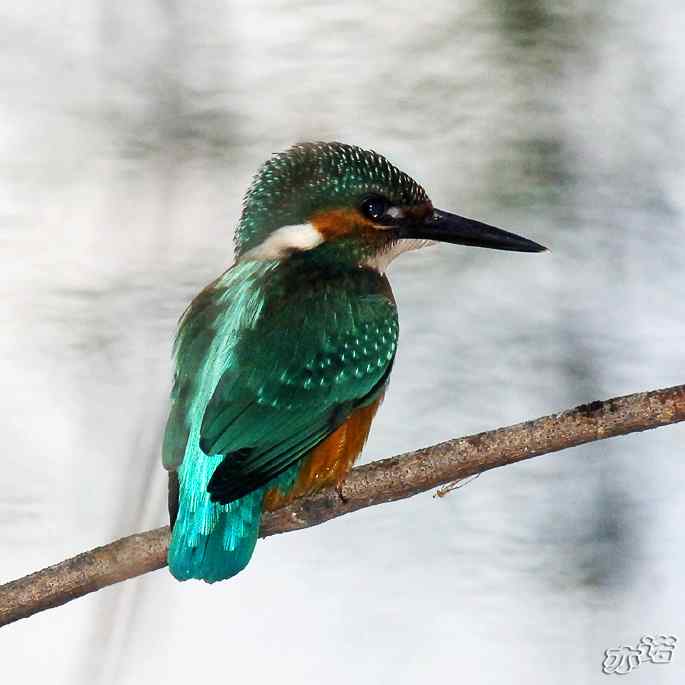 圆明园&nbsp;wbr路&nbsp;wbr林中的小翠