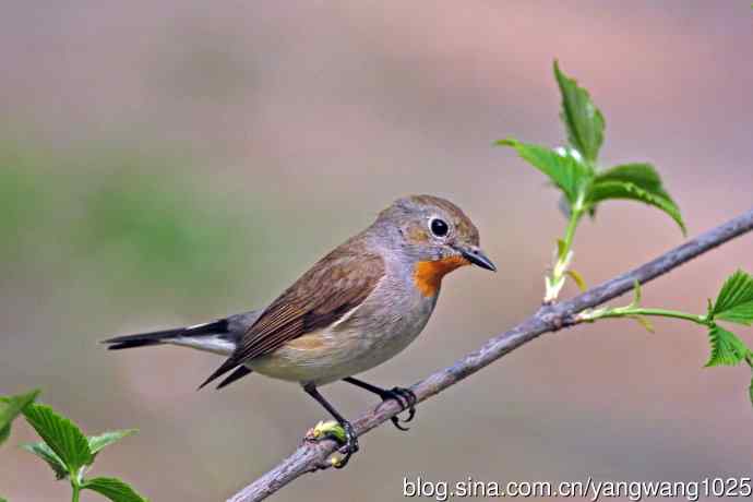 雄性红喉姬鹟（17）