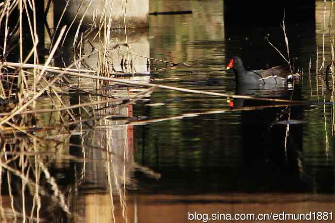 2012除夕滨江森林公园二寻太平鸟