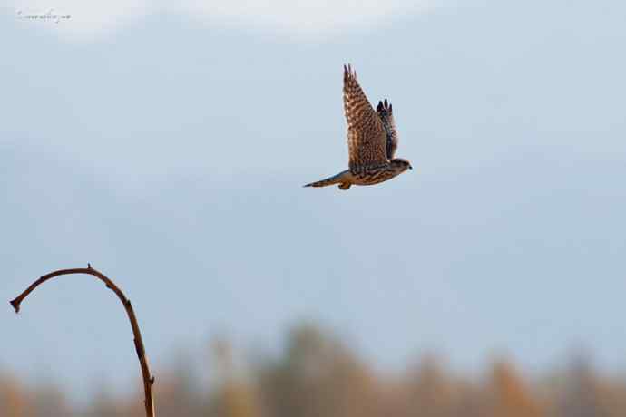 角百灵 wbr野鸭湖的一天 角百灵 wbr野鸭湖的一天