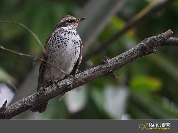 斑鸫•宝兴歌鸫•乌灰鸫【实拍】 斑鸫•宝兴歌鸫•乌灰鸫【实拍】