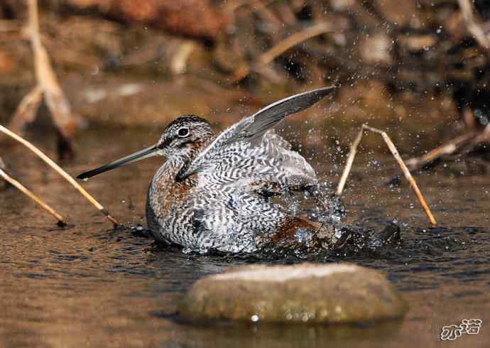 白河峡谷 wbr路 wbr孤沙锥(沐浴梳羽版) 白河峡谷 wbr路 wbr孤沙锥(沐浴梳羽版)