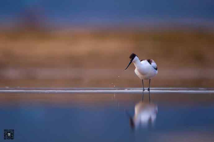 一组野鸭湖的鸻(heng)鹬(yu)类鸟