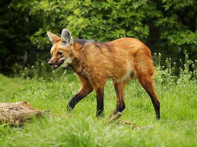 犬科:犬亚科鬃狼属的鬃狼 犬科:犬亚科鬃狼属的鬃狼