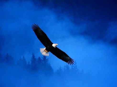 白头鸟系列：另类的美丽（白头海雕）