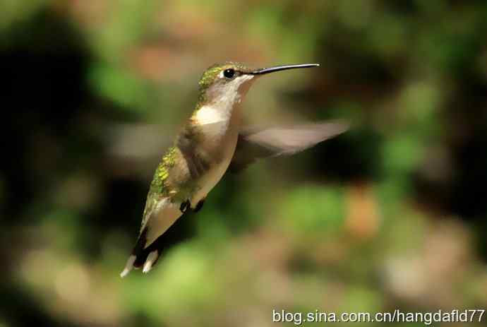 红玉喉北蜂鸟（5）