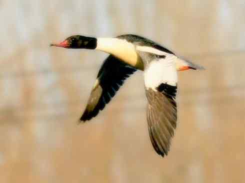 猎奇：奇特的鸟喙之四