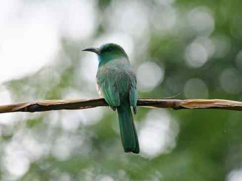 绝色攀禽:佛法僧目之蜂虎 绝色攀禽:佛法僧目之蜂虎