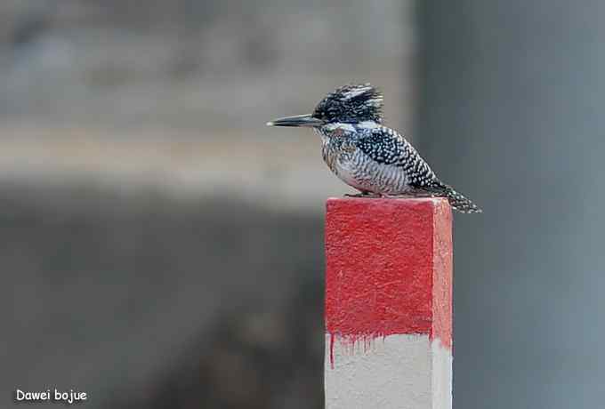 十渡几只鸟 十渡几只鸟