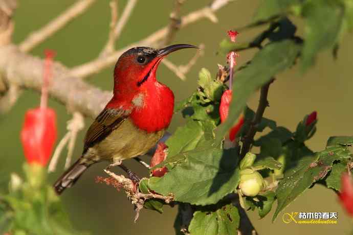 西双版纳拍鸟：黄腰太阳鸟
