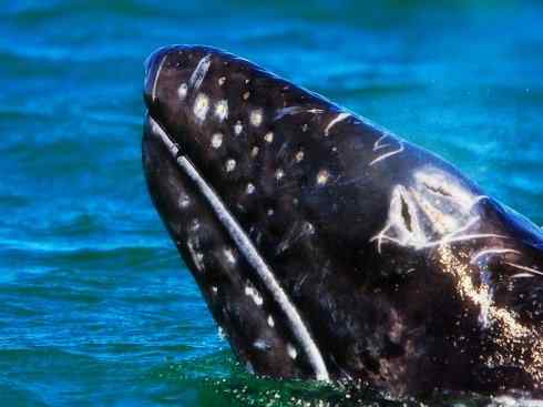 自然奇观：动物大迁徙(须鲸类)