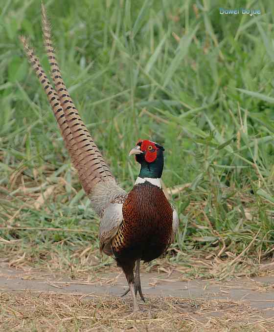 雄风大雉争欢斗勇