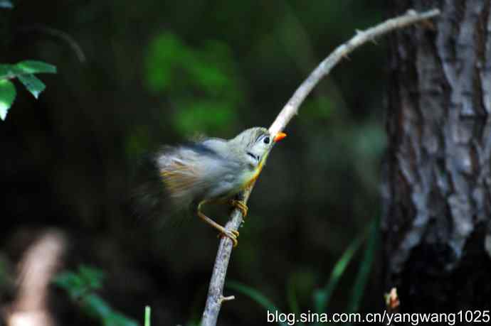 它发现了滴水的水龙头（红嘴相思鸟）