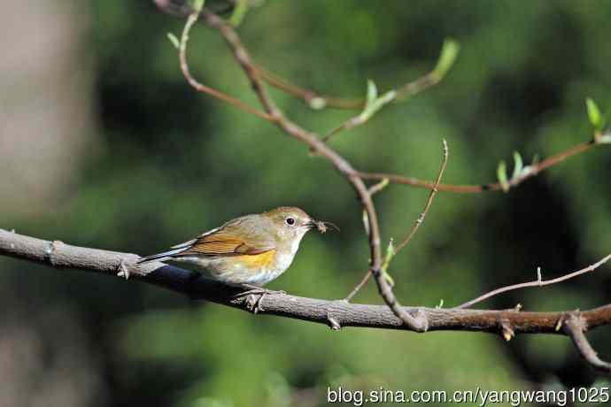 北京天坛公园的鸟类——早餐中的雌性红胁蓝尾鸲