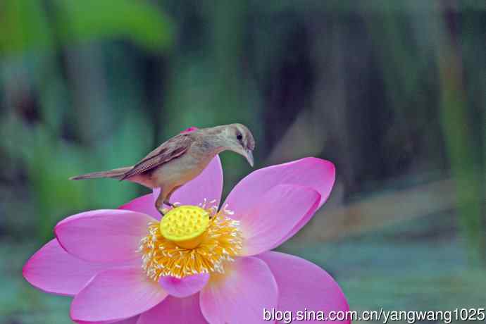 东方大苇莺与荷花（6）