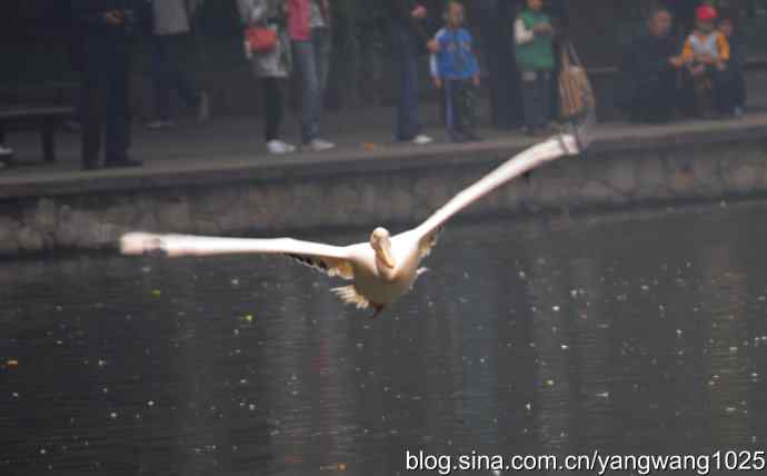 雨前、雾中拍水禽（十月十日杂片纪实）