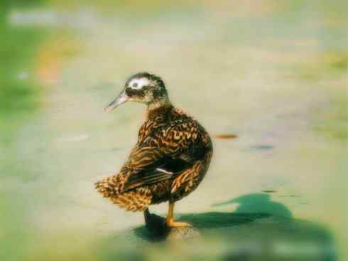 雁鸭之最之五（雪雁、坎贝尔岛鸭）