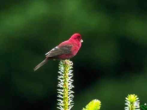 极品红色鸟类：酒红朱雀