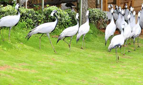 假“鸟王”，真“鸟贩”，获刑十三年
