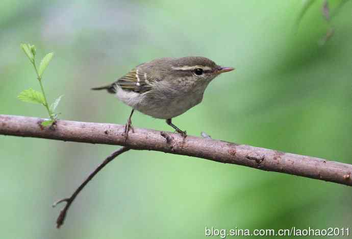 双斑绿柳莺和黄腰柳莺 双斑绿柳莺和黄腰柳莺