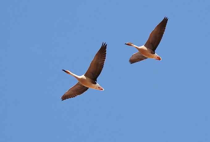 野鸭湖雁鸭翔飞 野鸭湖雁鸭翔飞