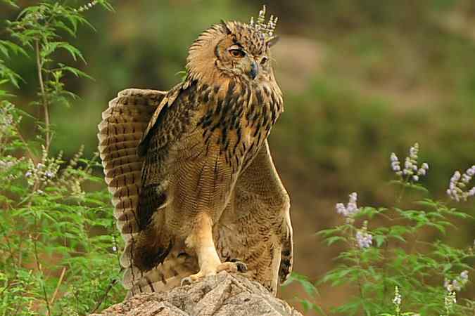 雕鸮15分钟内的憨态