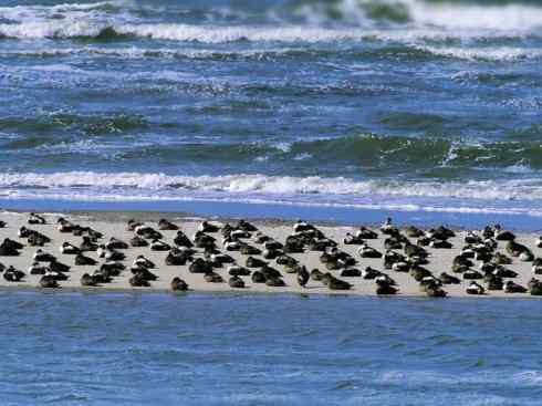 鸟类之最:欧绒鸭 鸟类之最:欧绒鸭