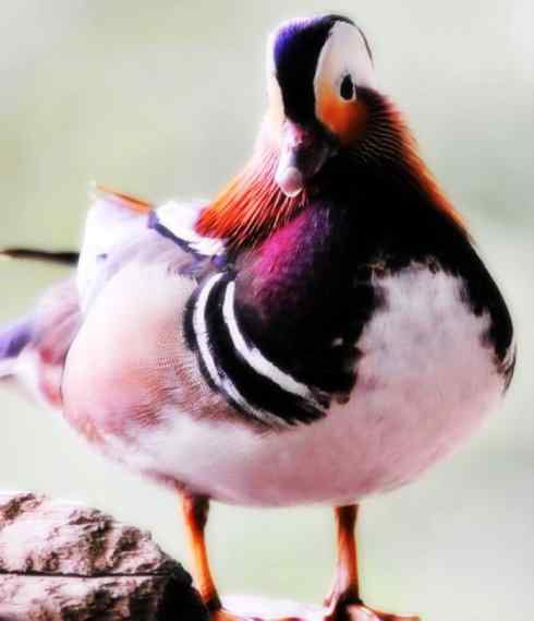 家禽驯化之源之七