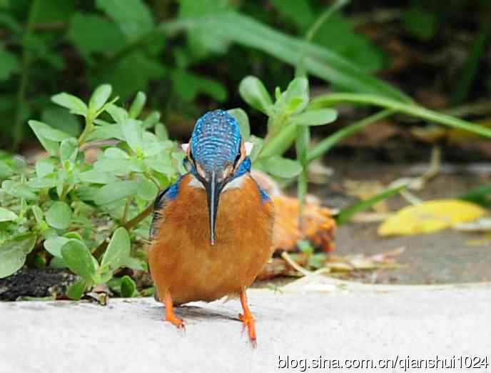 几张新拍的小翠,品像还不错