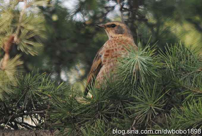 莲花池林鸟小拍