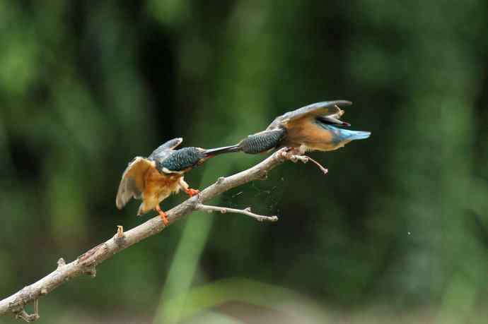 224.可爱小翠---翠鸟之吻