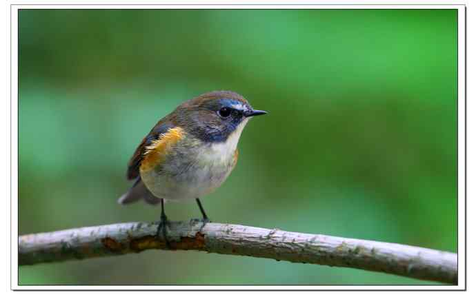 红胁蓝尾小哥哥