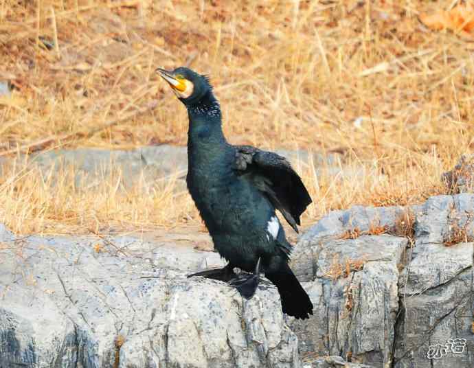 自我陶醉的鸬鹚 自我陶醉的鸬鹚