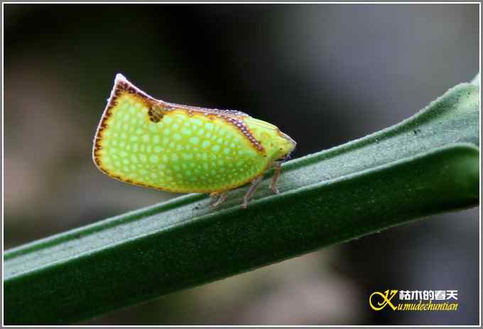 夏天的鈥湸裟疋潯菊掌 夏天的鈥湸裟疋潯菊掌
