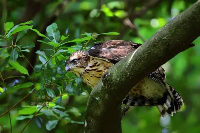 未来的森林王者鈥斺斝》锿酚