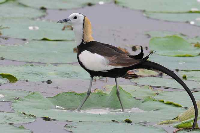 衡水湖印象(水稚)