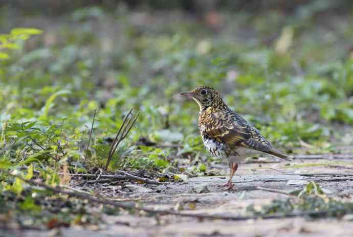 把虎斑地鸫拍菜