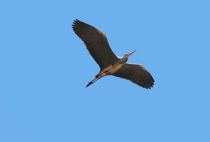 春来峡谷 wbr野鸟欢鸣