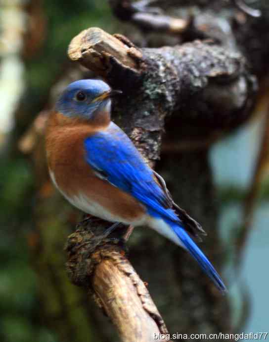 珍禽系列：东蓝鸲