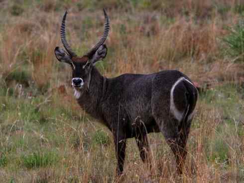 麒麟：传说的兽原型探秘（马羚）