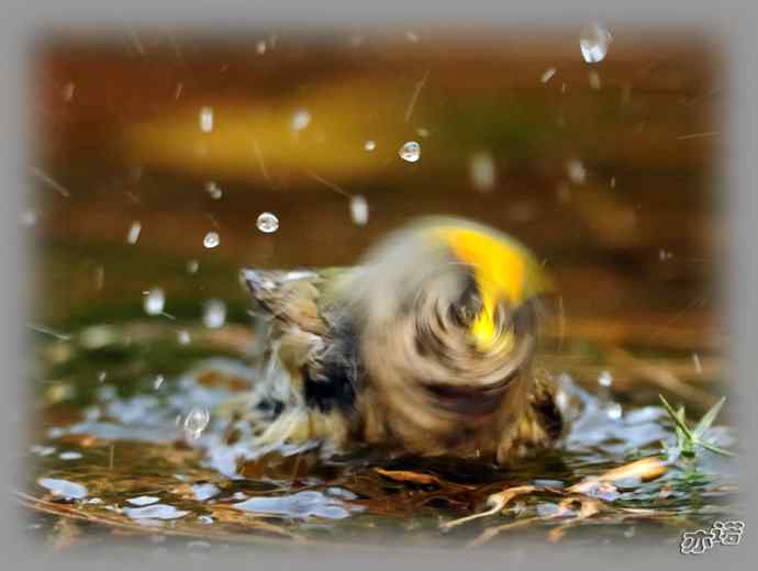 大年初三 wbr wbr戴菊洗涮 大年初三 wbr wbr戴菊洗涮