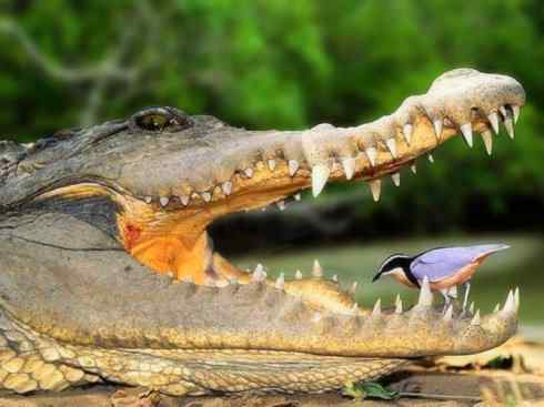 雀鸟也彪悍：与鳄共舞（埃及鸻）