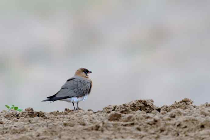 阿穆尔隼与普通燕鸻（生境）
