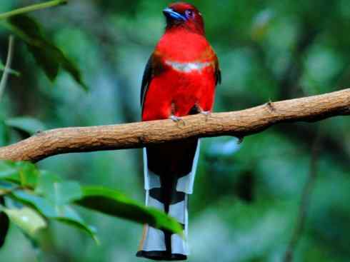 鸟类之最：凤尾绿咬鹃