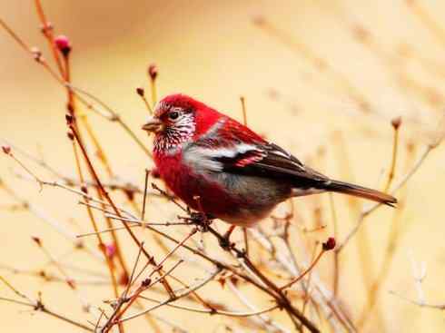 美丽无罪：雀鸟之雀类