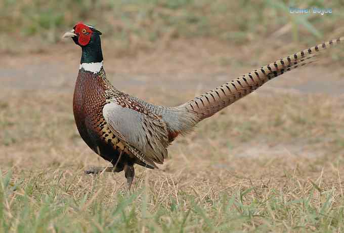 雄风大雉争欢斗勇