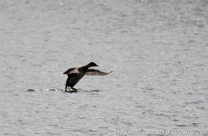 159.试用大白---家族